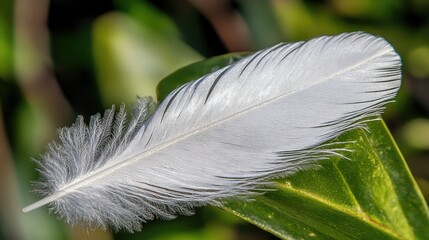 Wall Mural - A close-up of a delicate white feather resting on a green leaf.