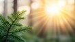 © Morninghead - A close-up of a pine branch with sunlight filtering through a forest, creating a serene and tranquil atmosphere.