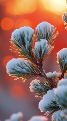 Wall Mural - pine branch covered with snow at sunset during winter season