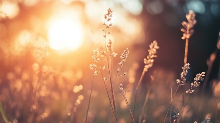 A field of tall grass with the sun shining on it