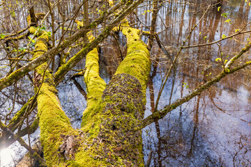 Sticker - Fallen tree covered with moss and lichens in a swamp at springtime