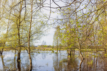 Sticker - Flooded swamp with budding birch trees in the water at springtime