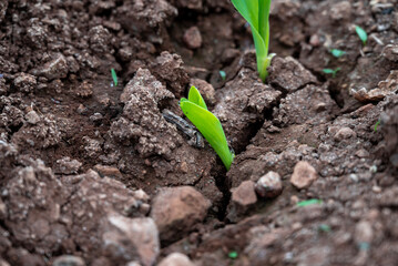 Wall Mural - corn new sprout, new corn crop in the field in spring, corn plants germinate grow in a field