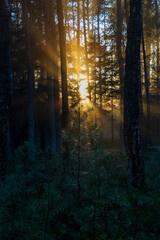  sunbeams in foggy frosty forest