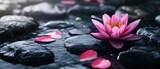 Pink water lily blossom on dark stones in calm water with petals.