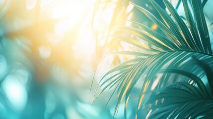 Poster - Sunlit tropical palm leaves with bokeh background.