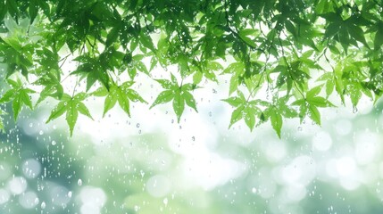 Poster - Lush green maple leaves with rain drops, blurred background.
