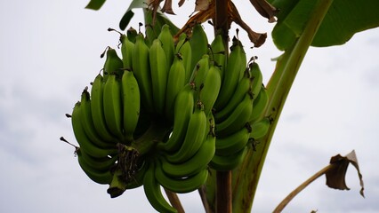 bunch of bananas on tree