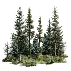 Wall Mural - Group of pine trees are standing in a field.