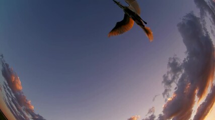 Fototapete - Bird soaring against a colorful sunset sky with scattered clouds over an open landscape