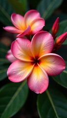 Wall Mural - Close-up of a frangipani, showcasing its texture and color, vibrant, delicate, isolated