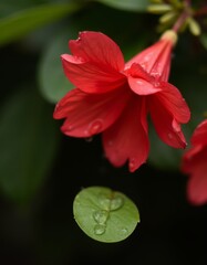 Poster - A red flower with water droplets on it