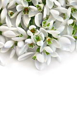 Wall Mural - white snowdrops ( galanthus nivalis ) on a white background with space for text. spring first flower