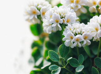 Wall Mural - a cluster of white flowers with yellow centers, surrounded by green leaves against a light background. The flowers are in sharp focus, while the background is slightly blurred.