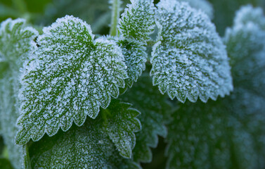 Wall Mural - Hoarfrost on leaves, hoarfrost leaf, frost on green leaves, hoarfrost everywhere early in the morning, winter is coming and the cold at night, frost on a leaf in winter