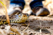 © Klemenso - Focused shot of a snake curled around a boot, showcasing the encounter with nature and its inherent risks.