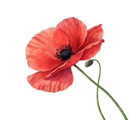 Wall Mural - A single red poppy blossom with delicate petals isolated on a white background PNG.AI GENERATED