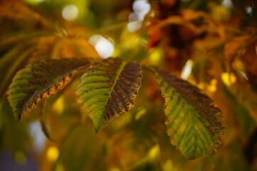 Wall Mural - autumn green leaves of wild horse chestnut close-up, background blurred, bokeh effect. leaves began 