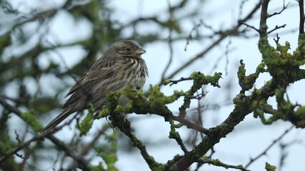 Poster - A Corn Bunting, Emberiza calandra, perched on a branch of a tree at dawn.