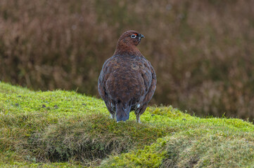 Wall Mural - Red Grouse male bird in winter, facing right in cold, wet weather on managed grouse moorland in North Yorkshire.  Scientific name: Lagopus Lagopus.  Copy Space.  Horizontal