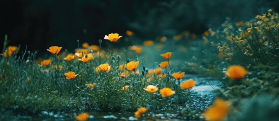 Sticker - Vibrant Wild Poppy Flowers Blooming in Lush Green Landscape Under Soft Natural Light