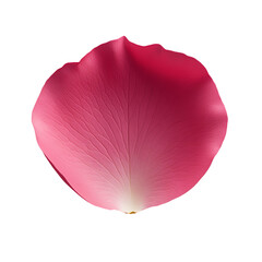 Wall Mural - single vibrant pink rose petal on a dark background. transparent background. transparent background.