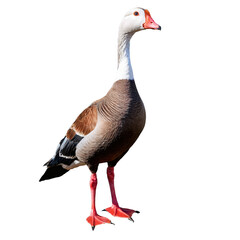 Closeup view of a critically endangered goose species residing in its natural habitat during daylight hours