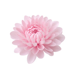 Wall Mural - beautiful pink chrysanthemum flower blossom. transparent background. transparent background.