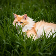 © Caroline - A red fluffy cat lies in the green grass. Walking with pets