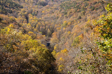 Colorful Autumn Trees