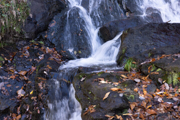 Wall Mural - Amicalola Falls in Georgia, USA