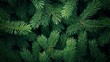 © BG_Illustrations - Dense Pine Foliage Texture