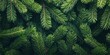 © BG_Illustrations - Dense Pine Foliage Texture