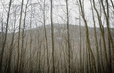 Wall Mural - Close-up view of tree branches