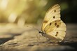 © Alena - A close-up view of a butterfly perched on a rocky surface