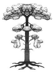 Wall Mural - Hand drawn tree, vintage line drawing or engraving illustration.