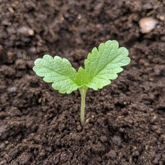 Wall Mural - New Green Seedling Sprouts in Rich Dark Soil Under Bright Light