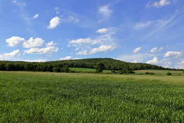 Wall Mural - Green wheat field.