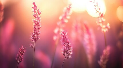 Wall Mural - dreamy bokeh background featuring soft pink grasses illuminated by warm sunlight creating a serene a