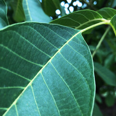 close up of green leaf