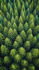 Wall Mural - Dense evergreen forest viewed from above during bright daylight in a serene landscape