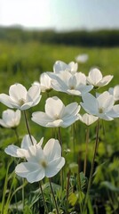 Wall Mural - white flowers bloom in a lush green field during late spring morning