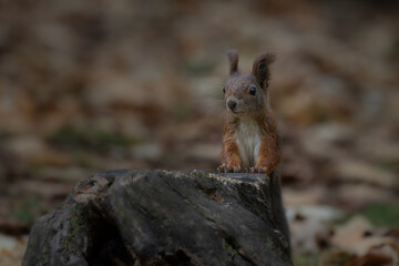 Fototapete - Cute young red squirrel in a natural park in warm morning light. Very cute animal, interesting about its surroundings, colorful, looking funny. Jumping and climbing trees, running, eating.	