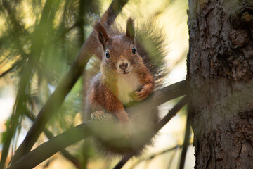 Wall Mural - cute young red squirrel in a natural park in warm morning light. very cute animal, interesting about