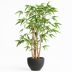 Wall Mural - A realistic potted bamboo plant with slender, delicate green leaves, naturally curved and bending stems, isolated on white background