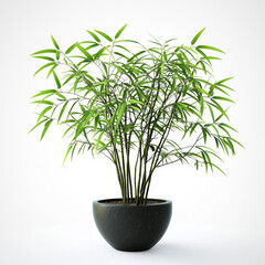 Wall Mural - A realistic potted bamboo plant with slender, delicate green leaves, naturally curved and bending stems, isolated on white background