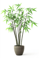 Wall Mural - A realistic potted bamboo plant with slender, delicate green leaves, naturally curved and bending stems, isolated on white background