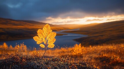 Poster - Golden leaf backlit by sunset over autumn landscape.