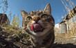 © Vilius - Playful Close-Up of a Cat with Its Tongue Sticking Out, Captured from a Dynamic Selfie Angle, Highlighting Humor, Creativity, and Pet Charm