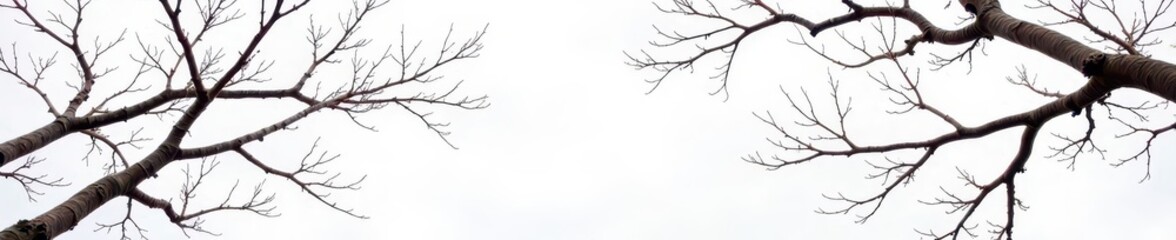 Intricate network of bare branches, stark white background , tree branches, detail
